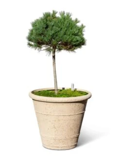 Self-Watering LavaStone® Anson Pot 13 Self-Watering LavaStone® Anson Pot -Garden Supplies Sales 8613256 0138