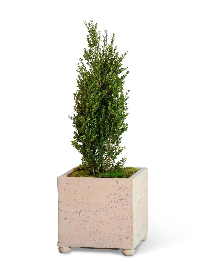 Self-Watering LavaStone® Modern Square 4 Self-Watering LavaStone® Modern Square - Image 2