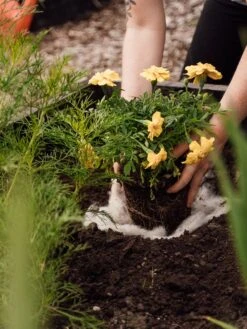 Hortiwool ®, 5 Pad Pack -Garden Supplies Sales 8613263 12v 1