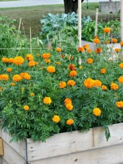 SeedSheets Organic Vegetable Garden, Easy Breezy Caprese, 4' X 8' -Garden Supplies Sales 8613295 04V