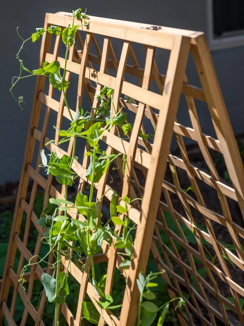 Bambo A Frame Plant Support, 30" X 42.5" 4 Bambo A Frame Plant Support, 30" X 42.5" - Image 2