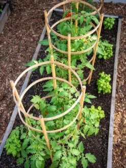 Bamboo Tomato Cages, Set Of 3 -Garden Supplies Sales 8613426 6916