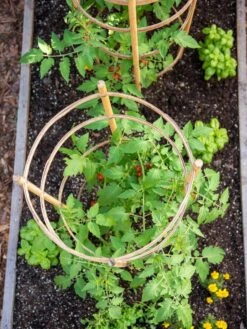 Bamboo Tomato Cages, Set Of 3 -Garden Supplies Sales 8613426 6921