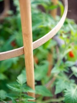 Bamboo Tomato Cages, Set Of 3 -Garden Supplies Sales 8613426 6924