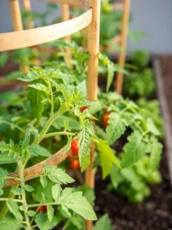 Bamboo Tomato Cages, Set Of 3 -Garden Supplies Sales 8613426 6934