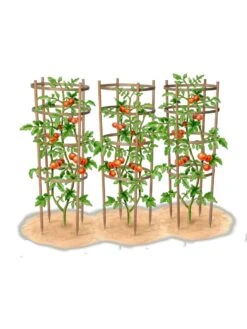 Bamboo Tomato Cages, Set Of 3 -Garden Supplies Sales 8613426 art