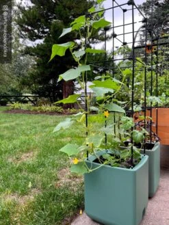 Oasis Self-Watering Tomato Planter With Trellis -Garden Supplies Sales 8613440 02TEST