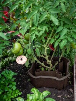 ECO Deluxe Tomato Halo, Set Of 2