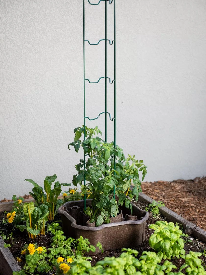 ECO Deluxe Tomato Halo, Set Of 2 6 ECO Deluxe Tomato Halo, Set Of 2 - Image 4