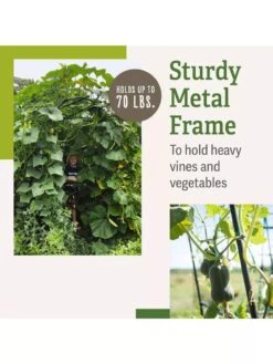 Titan Squash Tunnel 13 Titan Squash Tunnel -Garden Supplies Sales B07932DMCR plantsupport benefits 2