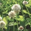 White Clover Seed, 1/2 Lb. -Garden Supplies Sales GS35957 01K
