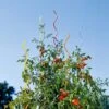 Rainbow Spiral Supports, Set Of 5 1 Rainbow Spiral Supports, Set Of 5 -Garden Supplies Sales GS36377 01 tif