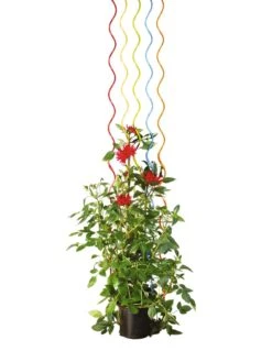 Rainbow Spiral Supports, Set Of 5 15 Rainbow Spiral Supports, Set Of 5 -Garden Supplies Sales GS36377 03S tif