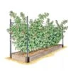 Raspberry Bed 2 Raspberry Bed -Garden Supplies Sales GS39389 01S 1