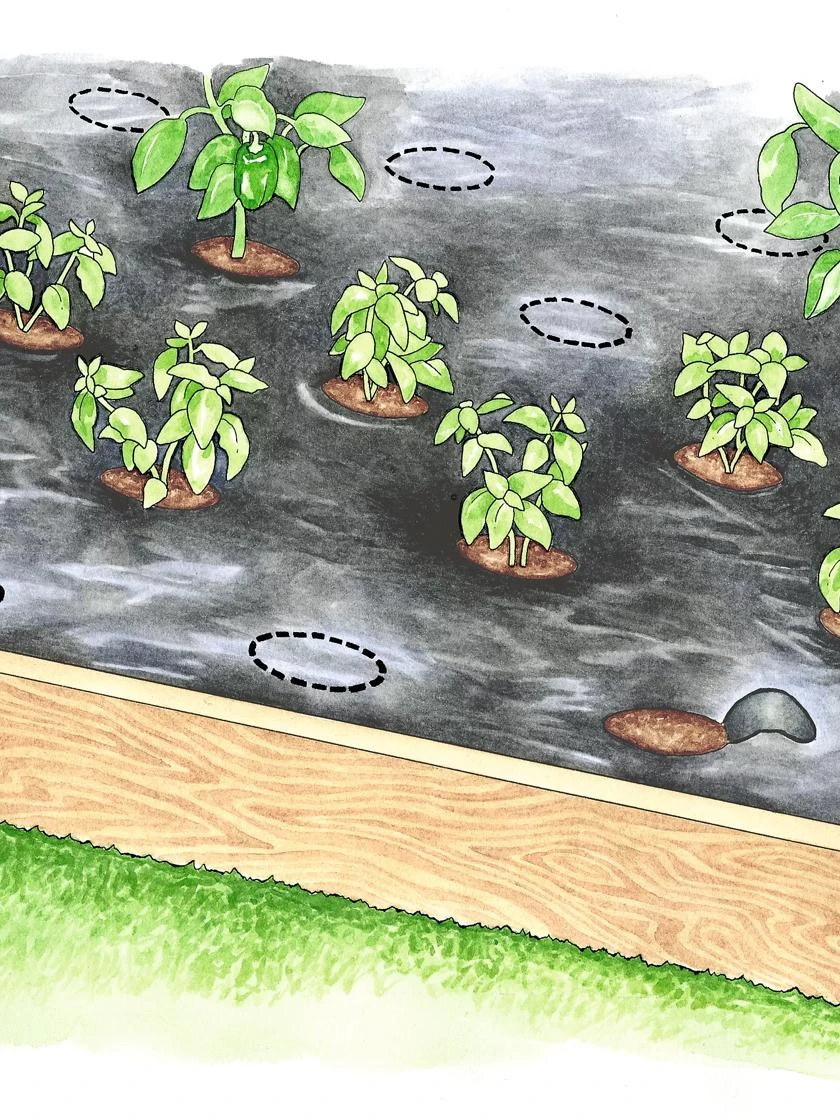 Easy-Plant Weed Block Mulch 3 Easy-Plant Weed Block Mulch