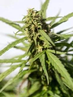 Hemp Success Kit 17 Hemp Success Kit -Garden Supplies Sales Hemp 0065 tif