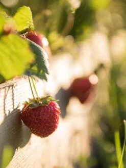 3-Tier Strawberry Bed -Garden Supplies Sales Strawberry3 3167 tif