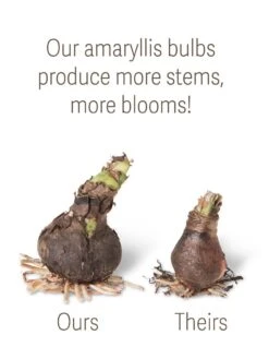 Amaryllis Planting Kit -Garden Supplies Sales bulbs ourstheirs 27516