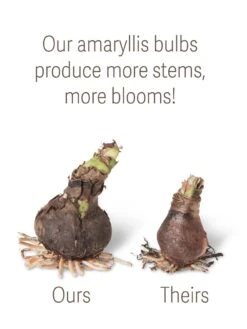 Premium Amaryllis Bulb 11 Premium Amaryllis Bulb -Garden Supplies Sales bulbs ourstheirs 27516 tif