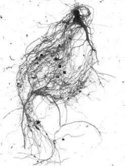 GrowLab® Compact Tabletop Light Garden With Classroom Guide -Garden Supplies Sales gstrootscan 01