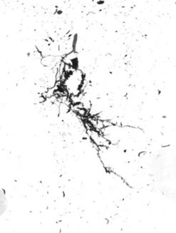 GrowLab® Compact 3-Tier Light Garden With Classroom Guide -Garden Supplies Sales gstrootscan 02 1